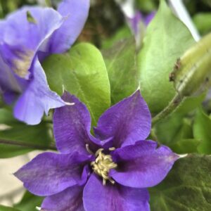 Clematis Olympia
