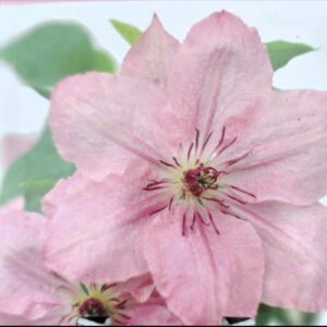 Clematis Sarah Elizabeth