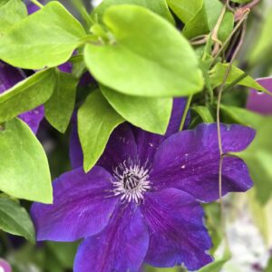 Clematis Masa, paired planting