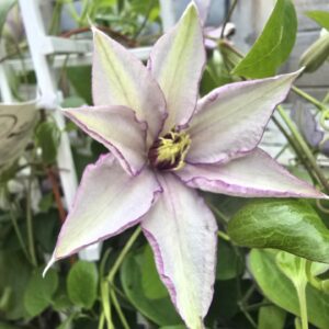 Clematis Samaritan Jo