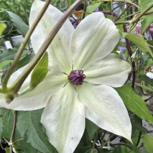 Clematis tsukiko