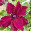 Clematis boulevard 'nubia'
