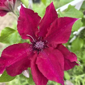 Clematis boulevard 'nubia'