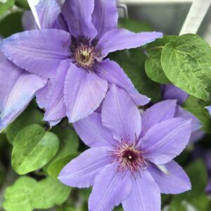 Clematis Parisienne