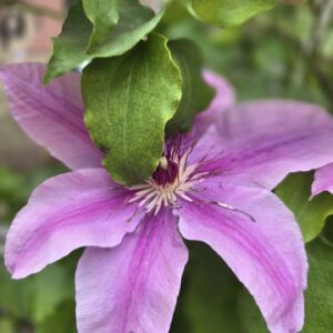Clematis Yuan