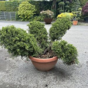 Juniper bonsai