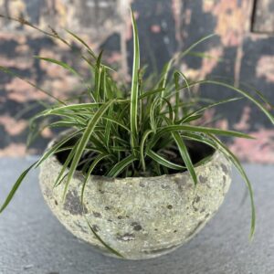 Carex 'ice dance' in Atlantis pot