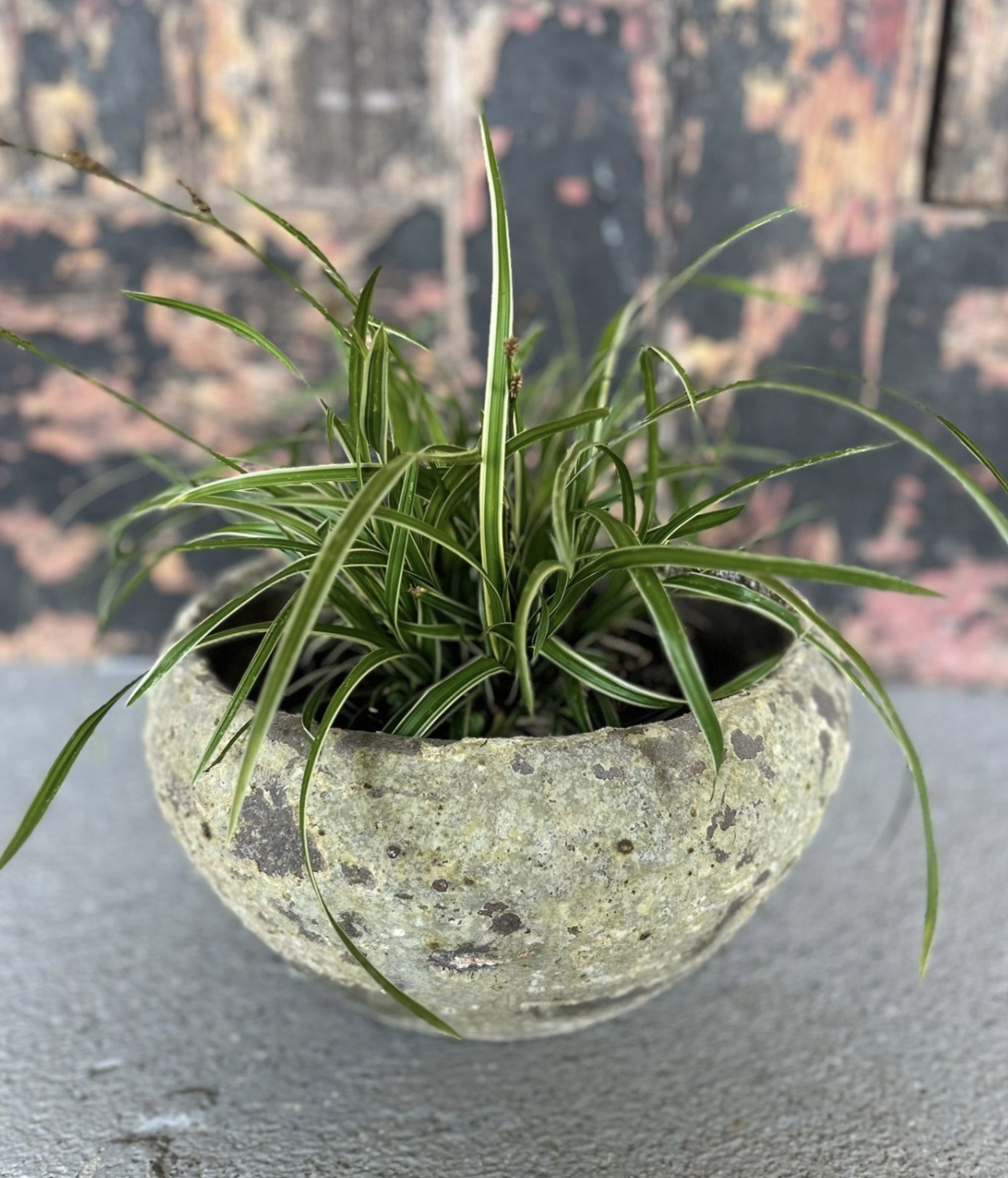 Carex 'ice dance' in Atlantis pot