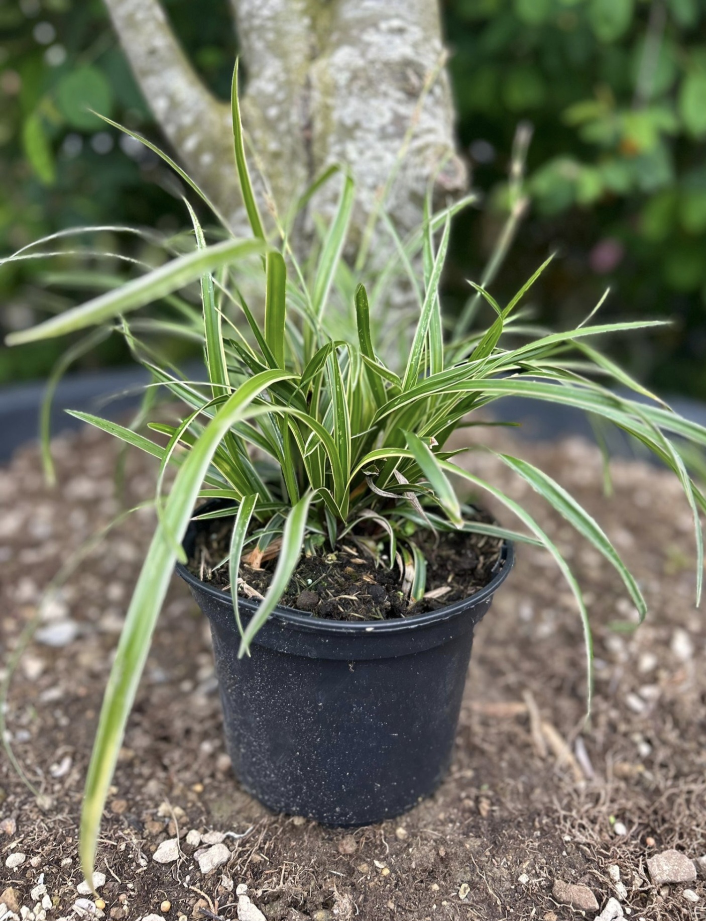 Carex 'ice dance'