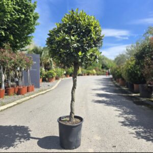 Bay Laurel with twisted stem, Laurus nobilis half standard