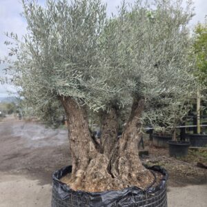 Olea europaea / Mature Olive Tree — Multi-Stem (3-Stem Specimen)