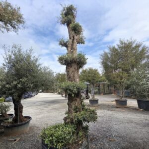Olea Europae bonsai form