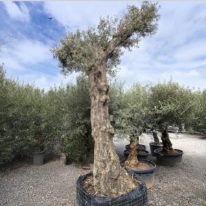 Olea Europaea, Gnarled trunk Olive Tree, Tall Specimen