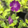Vinca minor 'atropurpurea'