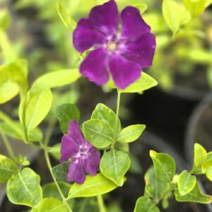 Vinca minor 'atropurpurea'