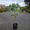 Brachychiton acerifolius - 10l 80cm