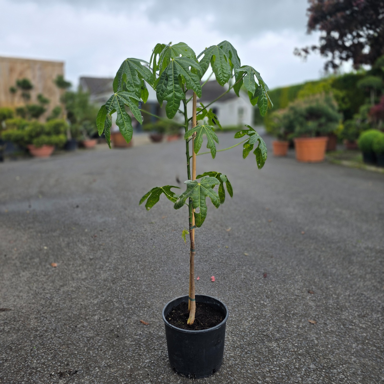 Brachychiton acerifolius