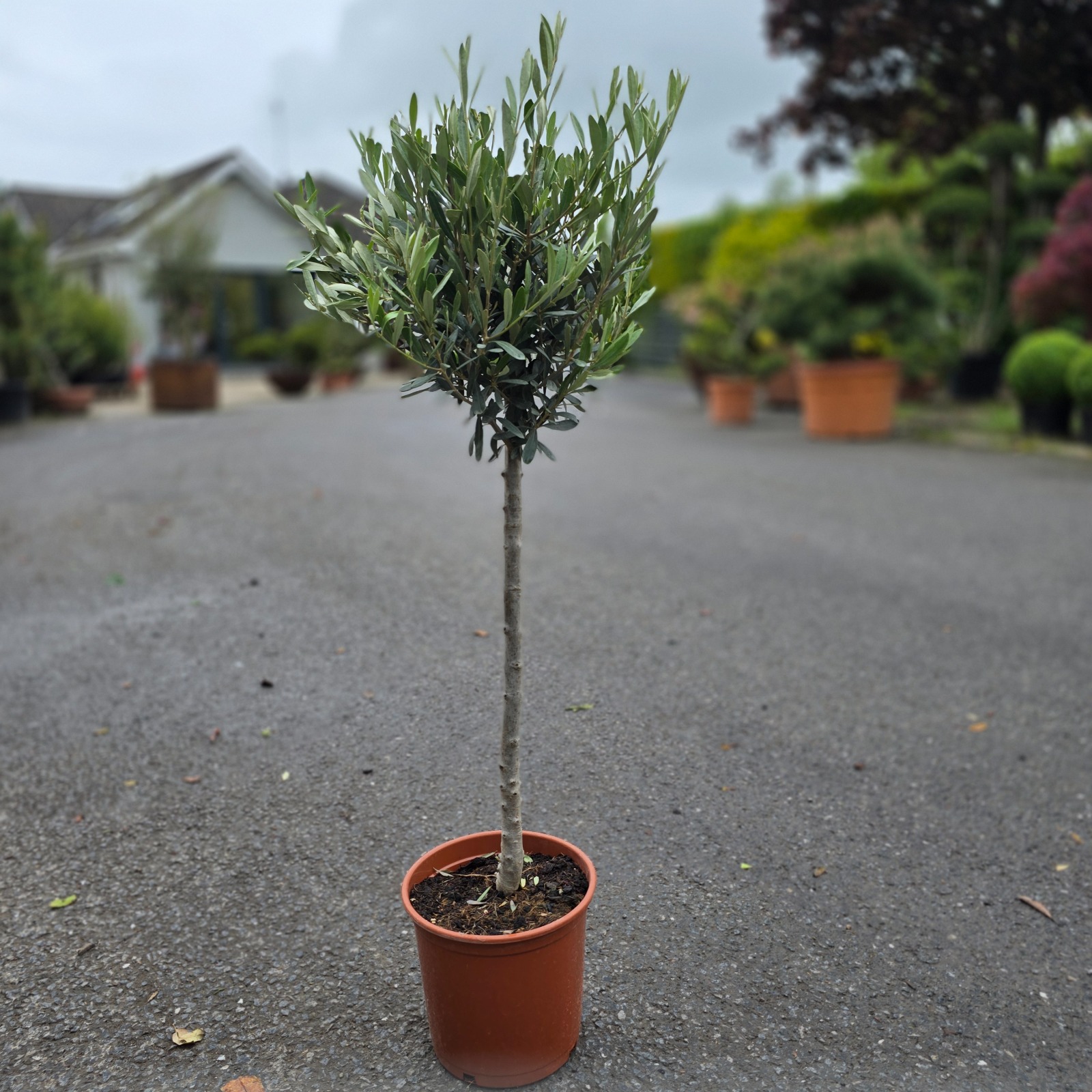 Olea Europaea – Olive Tree Mini Standard