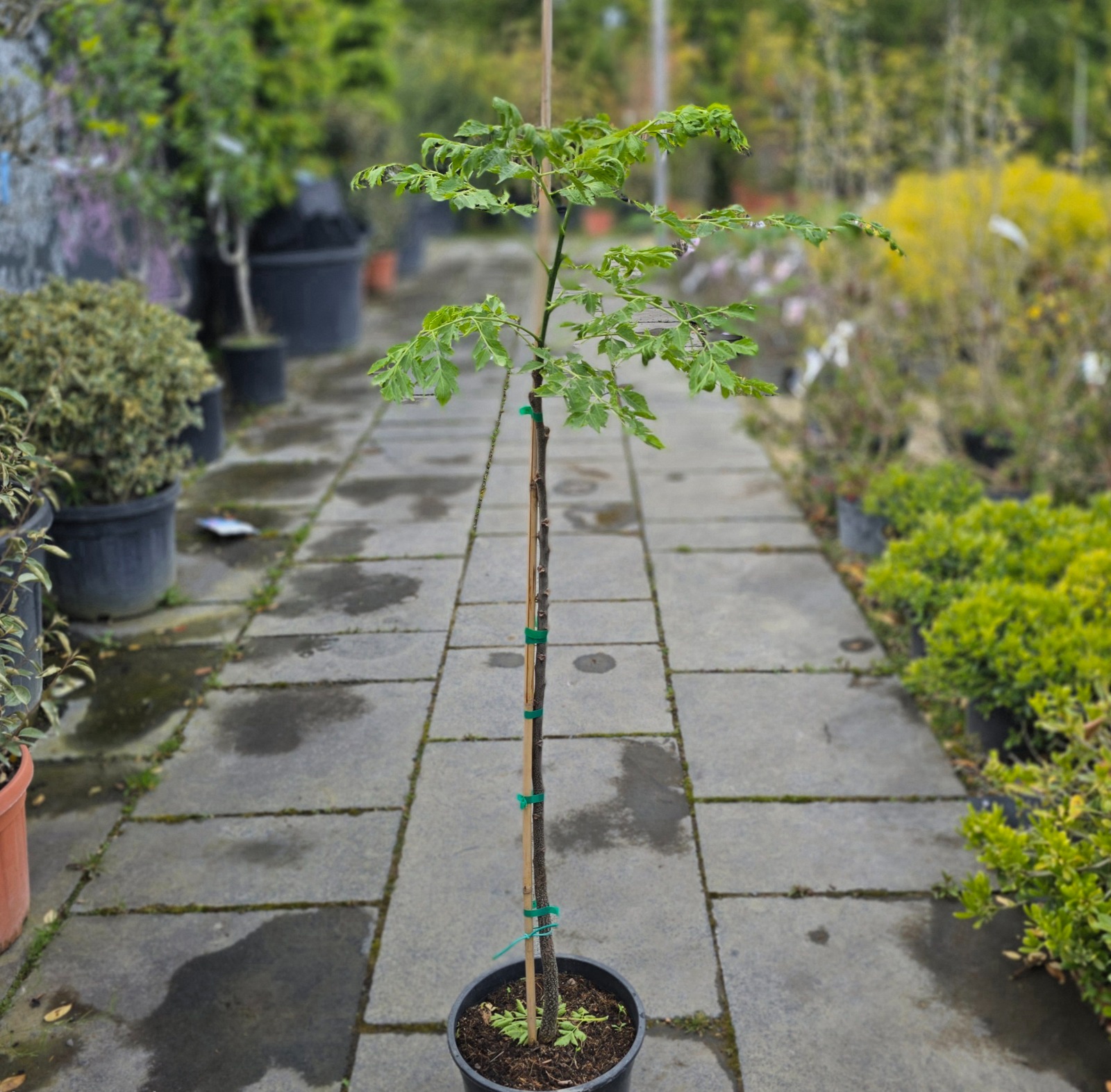 Melia azedarach (Chinaberry Tree)