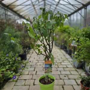 Malus domestica 'Nana' – Dwarf Apple Tree