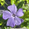 Vinca minor 'Blue and Gold' - 2L