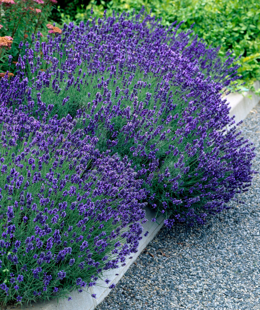 Lavender Angustifolia