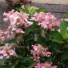 Hydrangea paniculata ‘Early Harry’ - 7.5L pot