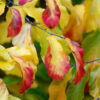 Parrotia Persica Ball / Mound - 90L 175-200cm