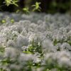 Arabis alpina 'Snow Cap' - 2L