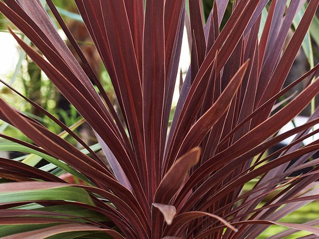 Cordyline Australis Red Star