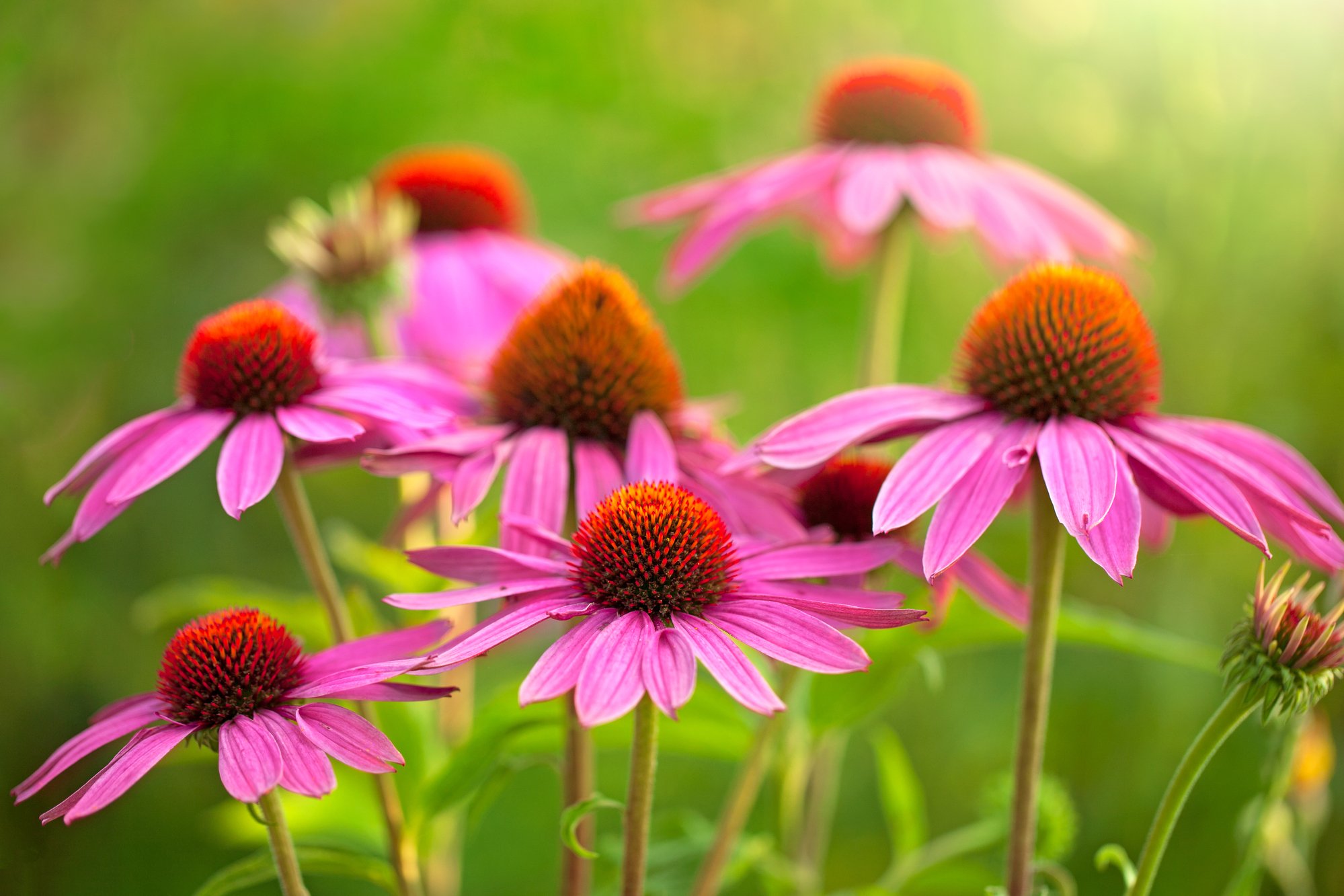 Echinacea Purpurea - Image 2