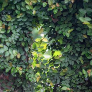 Ficus pumilia, creeping fig
