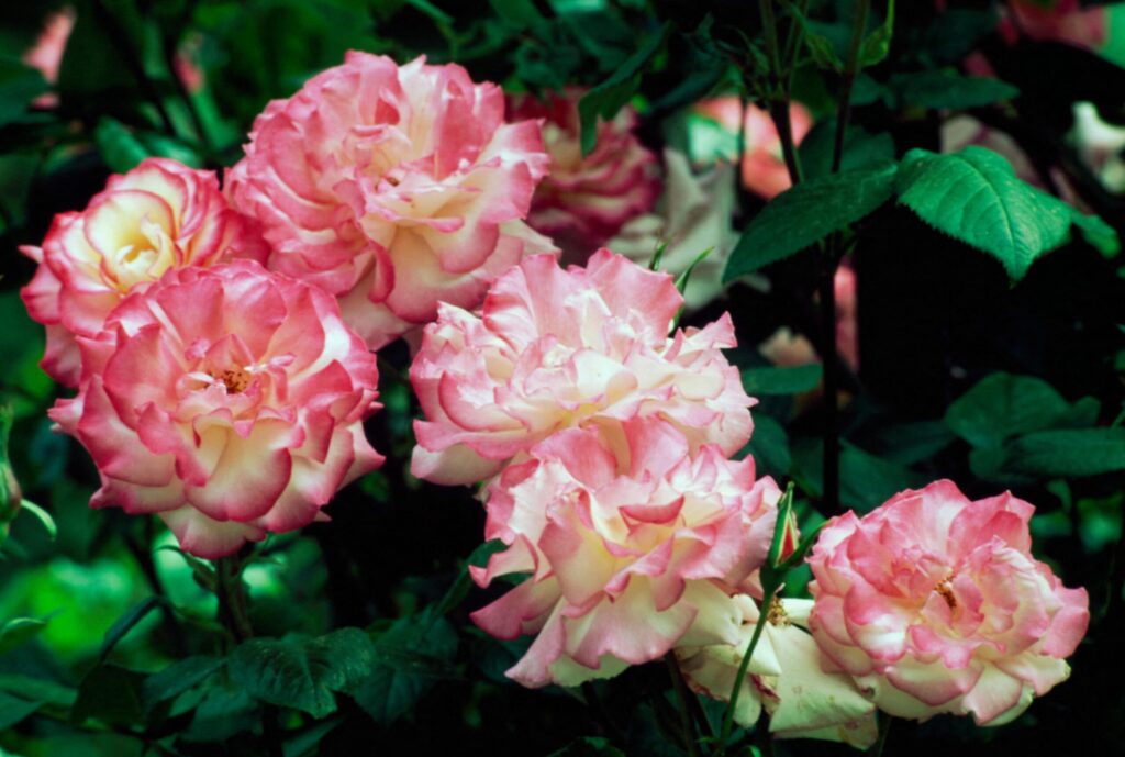 Rosa ‘Handel’