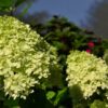 Hydrangea paniculata ‘Lime Sparkle’ - 7.5L pot