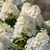 Hydrangea Magic Candle - 7.5L pot
