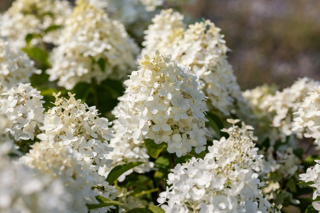 Hydrangea Magic Candle