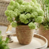 Hydrangea paniculata ‘Petite Cherry’ - 7.5L pot