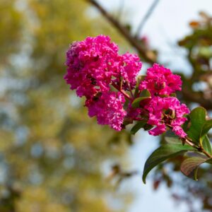 Lagerstroemia indica. Branch with lilac flowers in sunlight