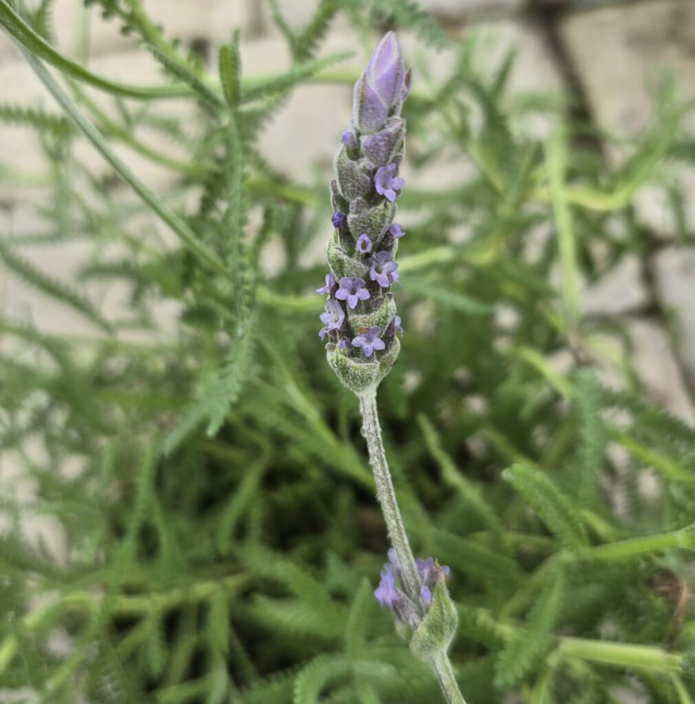 Lavender dentata - fringed lavender