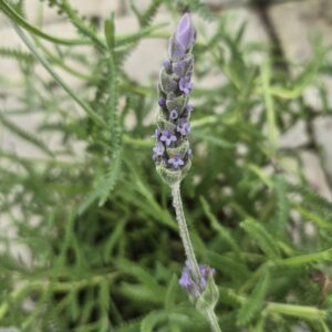 Lavender dentata - fringed lavender