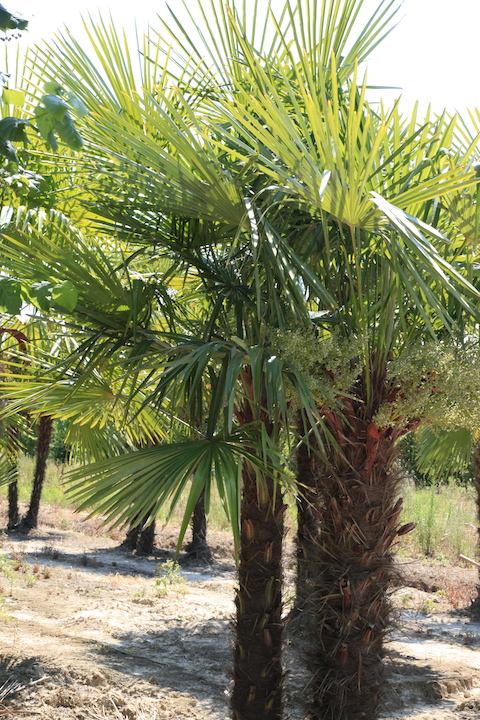 Chamaerops excelsa / Trachycarpus fortunei