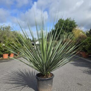 Nolina nelsonii