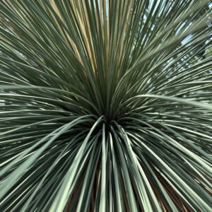Nolina nelsonii - Blue Bear Grass