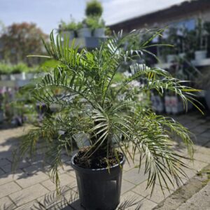 Phoenix roebelenii
