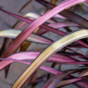 Phormium 'Evening Glow'