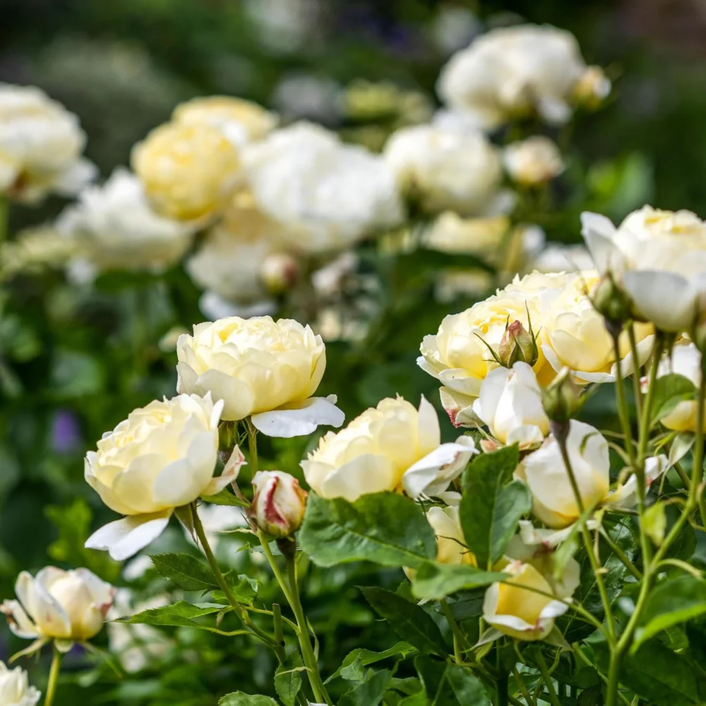 David Austin Rose ‘Vanessa Bell’
