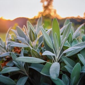 Salvia officianalis, sage