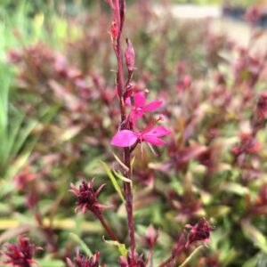 Gaura lindheimeri pink flowering
