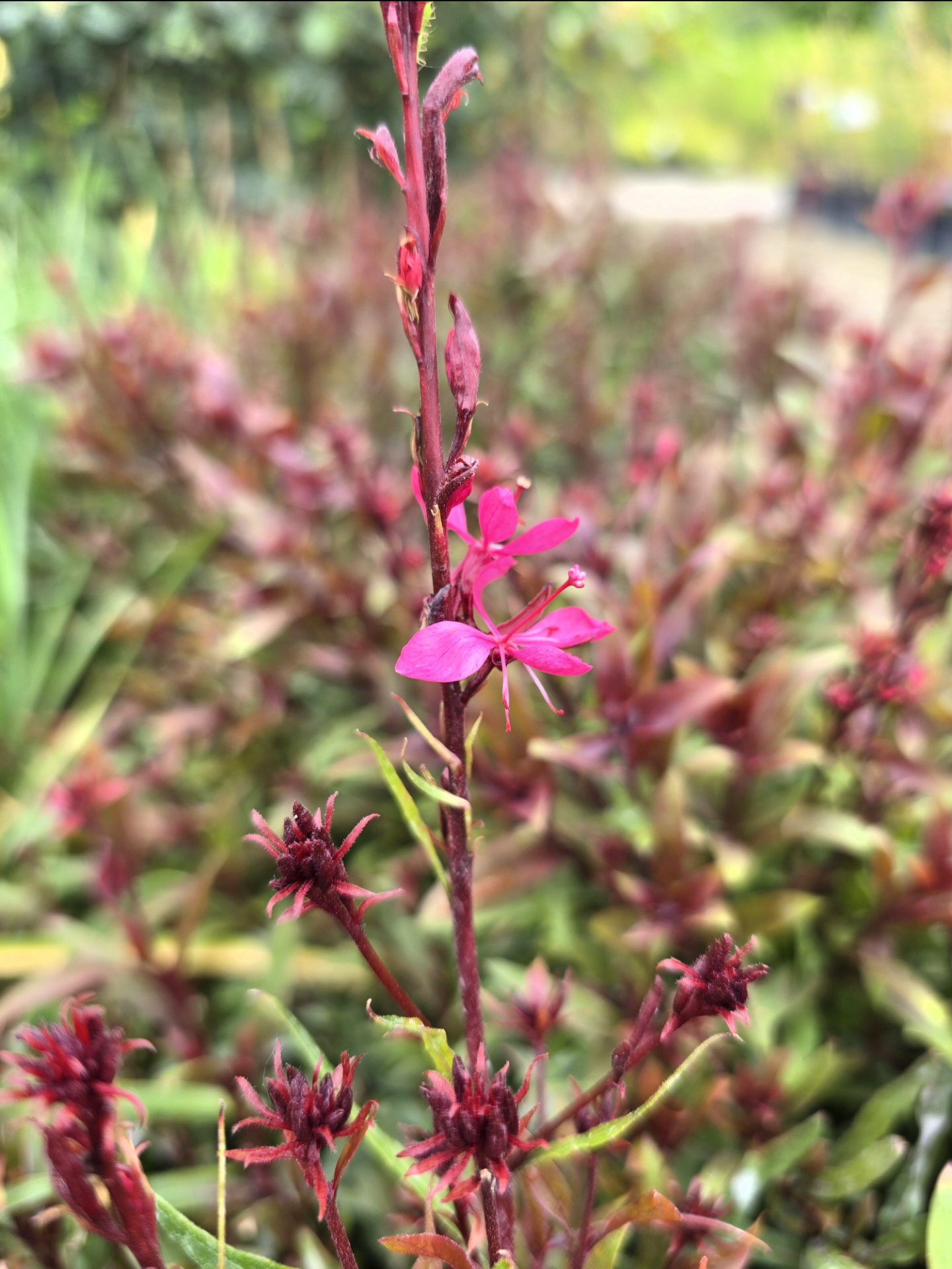 Gaura lindheimeri pink flowering
