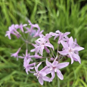 Tulbalghia violacea, Society Garlic
